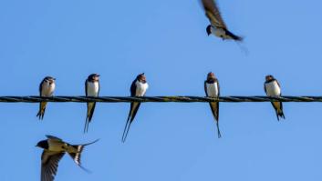 Llegan a España antes de hora las aves devoradoras de insectos que acaban con las plagas de bichos