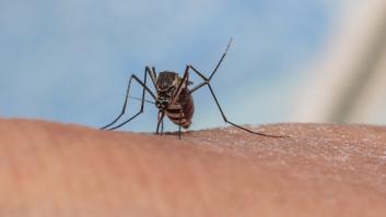 Dos barrios de Almería, primeras zonas en alerta por mosquitos con el virus del Nilo