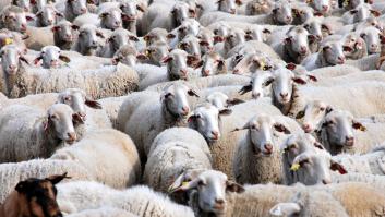 Una explotación ganadera de Extremadura despide a un pastor y nadie se esperaba su venganza con 264 ovejas incluidas