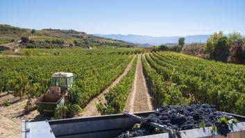 Amenazan con llevar a juicio a las grandes bodegas riojanas: "Es una desfachatez lo que hacen"