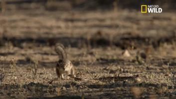 Coraje y reflejos: esta ardilla deberá mostrar todo esto para salvar a sus crías de una serpiente
