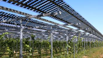 Asombrosa reacción en la calidad del vino en la uva cultivada con paneles solares