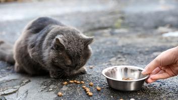 Esto dice la ley sobre dar de comer a gatos callejeros o palomas