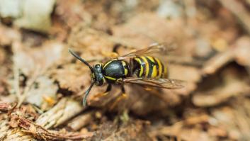 Activan las alarmas por el auge de la especie invasora cuya picadura causa estragos en Galicia y se va extendiendo