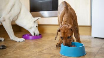 Un estudio descubre un tratamiento histórico para perros con esta condición sin efectos secundarios