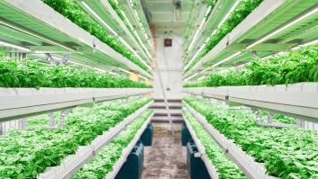 Adiós a tener un terreno para plantar: crean una solución sin tierra para cultivar en cualquier lugar