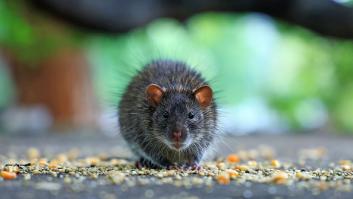 La ciudad española con tres ratas por cada habitante: "Las ratas se ponen moradas aquí"