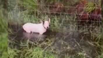 Consiguen rescatar a un perro atrapado en las inundaciones que ha dejado el huracán Milton