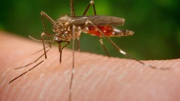 El temido mosquito transmisor de 3 tipos de virus se expande en España