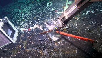 Investigadores levantan la corteza terrestre y emergen unos seres gigantes que cambian lo que sabíamos del océano