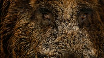 Activan alerta europea ante un animal que campa a sus anchas en España y es fuente de enfermedades para humanos