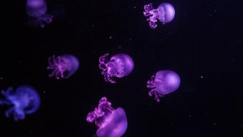 Golpe a la caja fuerte de Venezuela con la venta masiva de medusas Bola de Cañón