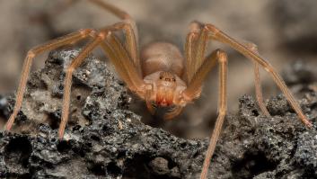 Un biólogo advierte de la araña más venenosa de España y tranquiliza al decir a quién suele picar