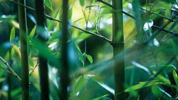 La nueva planta mágica que vence al bambú pide ser sembrada en los jardines españoles en enero