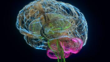 Un estudio es tajante: "Nuestros cerebros actuales están compuestos en un 99,5% de cerebro y el resto es plástico"
