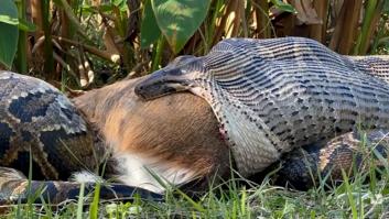 Asusta ver a esta gigantesca serpiente devorando ciervos: “Había abierto su boca hasta el límite”