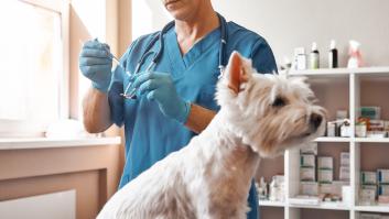 Un veterinario pide máxima atención a la plaga que está al caer a los perros: "Llegan a quedarse sin lengua"