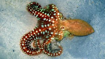 Investigadores españoles detectan un noveno tentáculo en un pulpo y alertan de su habilidad casi de otro mundo