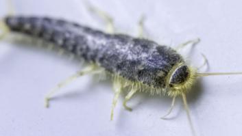 Los expertos revelan que la táctica que usamos para deshacernos de los pececillos de plata es un error