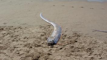 Reaparece en verano el pez que presagia catástrofes y los expertos se ponen las pilas para afrontar la fatalidad