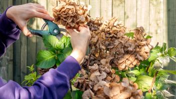 La poda perfecta de hortensias en otoño para una floración deslumbrante depende del corte en el tallo