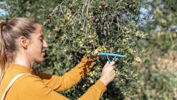 Portugal desperdicia montañas de huesos de aceituna y encuentra la solución en España