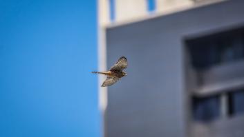 Piden dejar todas las ventanas sucias para salvar la vida de millones de aves