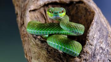 Los expertos piden no meter las manos en estos lugares si no quieres despertar a las serpientes en invierno