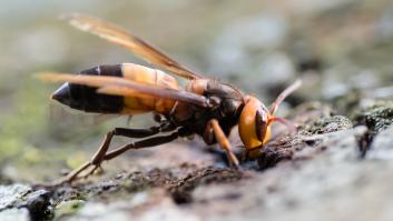 Portugal alerta por la plaga que surge en España de una avispa más peligrosa que la asiática
