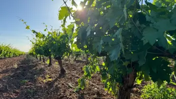 Activan las alarmas por el polvorín de bacterias peligrosas para viñedos y olivares al sur de Europa