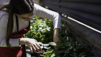 Adiós a comprar esta verdura en el supermercado: así puedes cultivarla fácilmente en casa