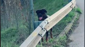 Su perro le hace esto y la tiene suplicando desesperada en medio de la carretera