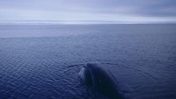 El gigante marino que desconcierta a los científicos: es inmune a los arpones, "canta" jazz y vive hasta 200 años