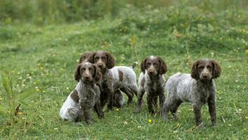 Los científicos abren la puerta a fármacos de longevidad para perros que podrían usarse en humanos