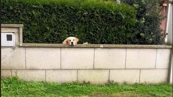 Enseña lo que hace el "perro chantajista" y miles de personas caen rendidas ante él