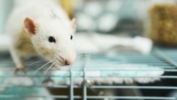 El trucazo que marca la diferencia entre tener tu casa alejada o plagada de ratas