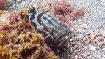 Dos pescadores de Formentera pescan un pez colosal de 49 kilos: "Podría tener 50 o 60 años"
