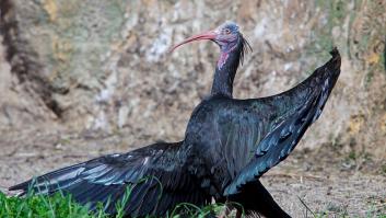 Una de las aves más amenazadas del mundo es vista por España