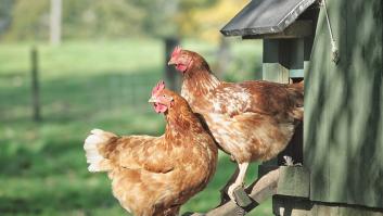 Los criadores piden dar este alimento a tus gallinas si quieres favorecer la puesta incluso en un invierno helador