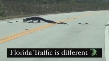 Alarma en una ciudad de Estados Unidos por los peligrosos animales que habitan en sus alcantarillas