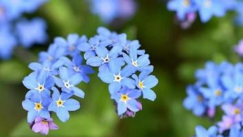 Este es el triste significado oculto en las flores Nomeolvides o Nomemires