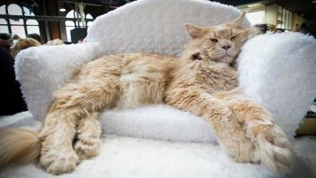 Mide más que un niño de 9 años y todos lo confunden con un perro: así es el felino más viral del mundo