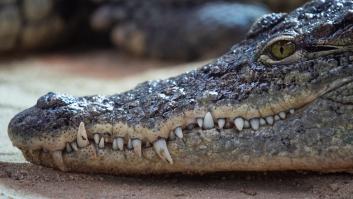 Entra en la cocina, ve un cocodrilo mordiendo a su hermana con la técnica del "giro mortal" y estalla la pesadilla