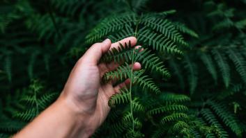 Descubren que una de las especies más antiguas desafía a la vida y evoluciona hacia atrás