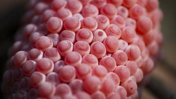 Precaución si ves estos huevos parecidos a chuches en tu jardín: ocultan un animal prohibido en España y Europa