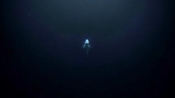 Bajan a una fosa a 8.000 metros y los científicos se sobresaltan al ver aparecer un nuevo depredador entre la oscuridad