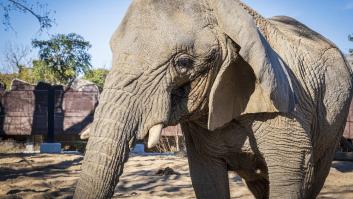 Europa aplaude el plan de un zoo español para ayudar a una pareja de elefantes mayores a envejecer dignamente