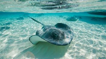 El monstruoso pez único en Canarias sale del agua para ser acariciado por una mujer: "Ahora vendrán los guiris a hacer lo mismo"