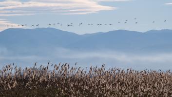 Máxima atención a las rutas migratorias de las aves: científicos creen que sus excrementos son clave para la próxima pandemia