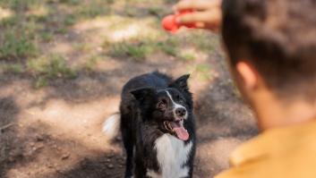 Advierten sobre las razas de perro que te vigilan constantemente: no siempre es bueno
